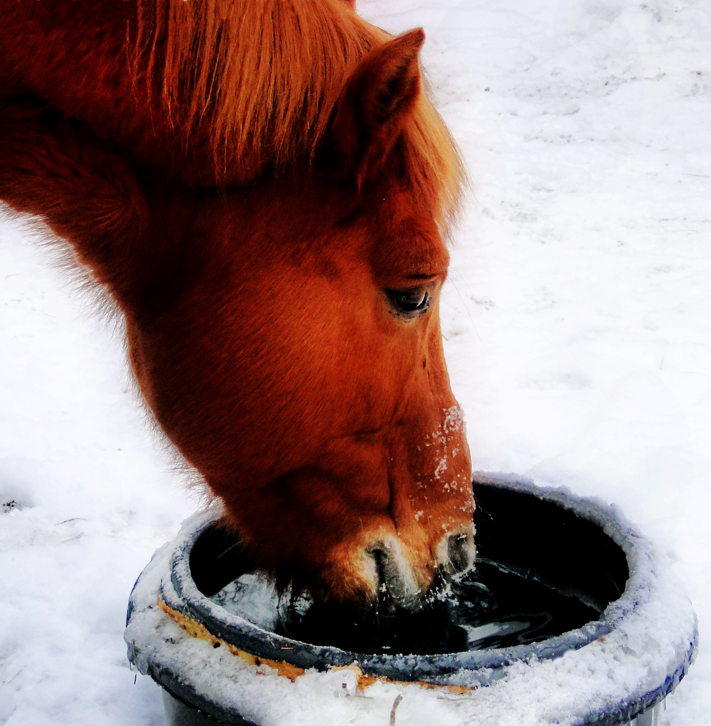Häst dricker i vattentråg